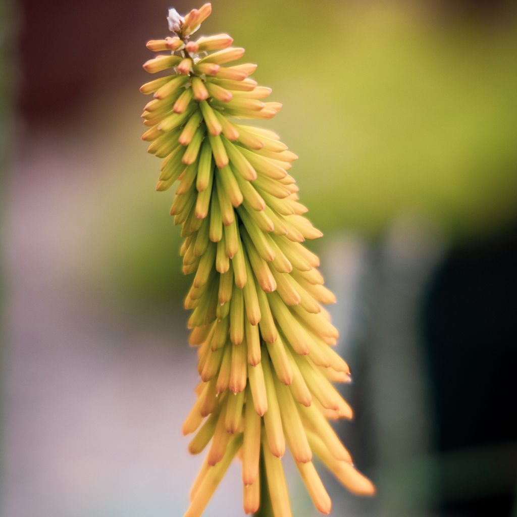 Kniphofia Mango Popsicle - Vuurpijl