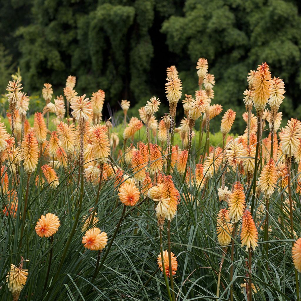 Kniphofia Mango Popsicle - Vuurpijl