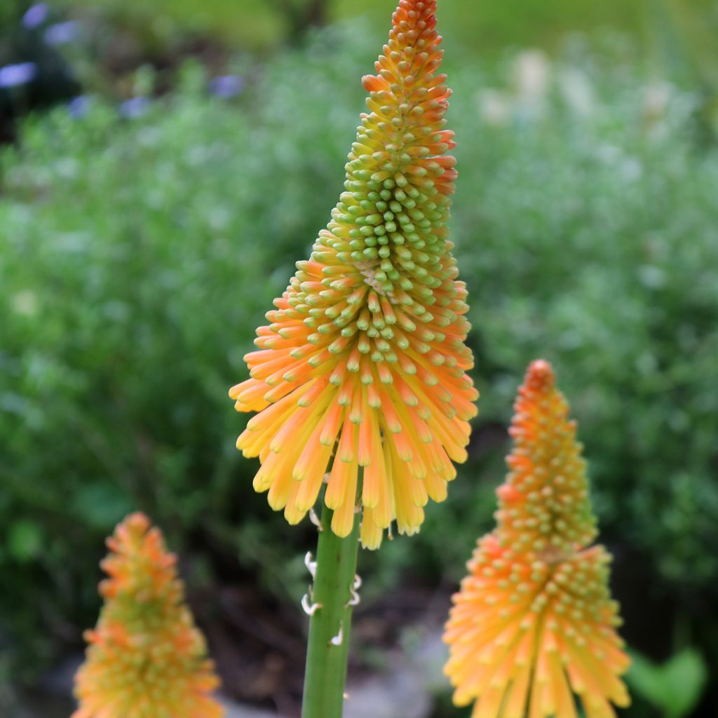 Kniphofia Mango Popsicle - Vuurpijl