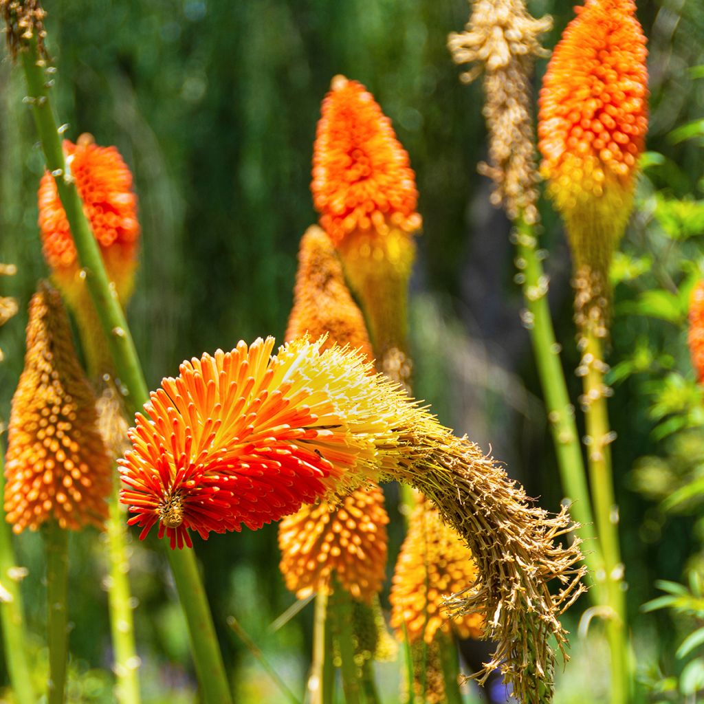 Kniphofia Royal Standard - Vuurpijl