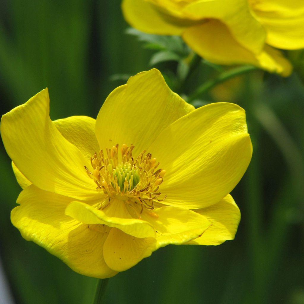 Trollius stenopetalus - Globebloem