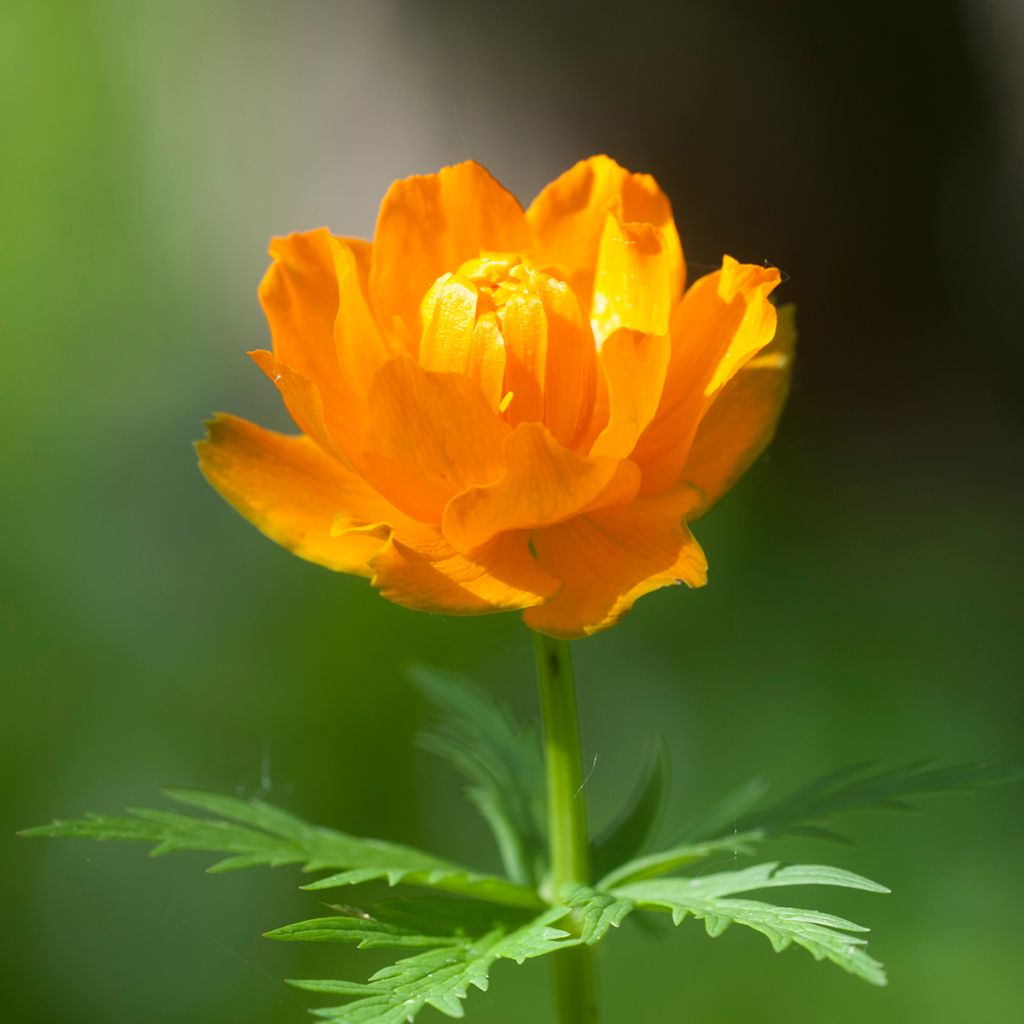 Trollius asiaticus - Kogelbloem