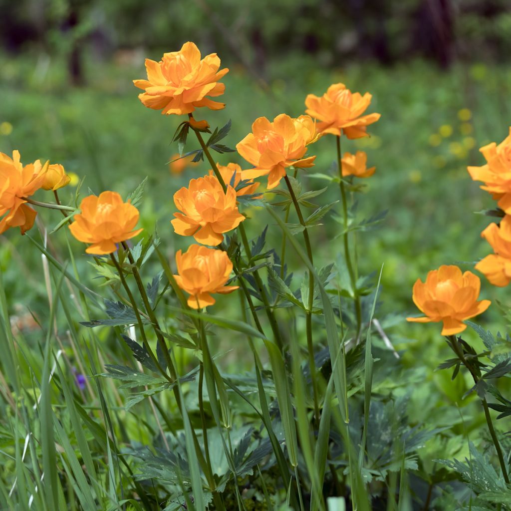 Trollius asiaticus - Kogelbloem