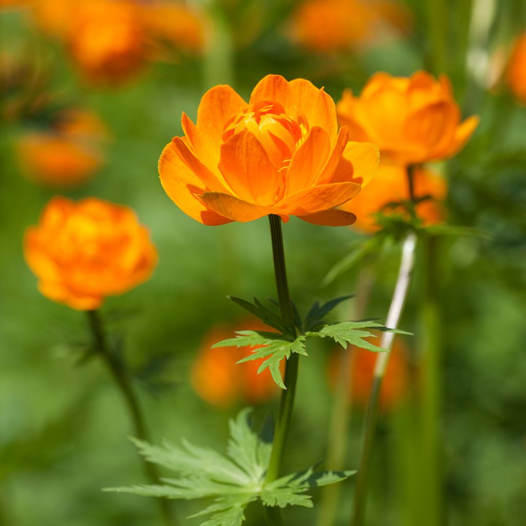 Trollius asiaticus - Kogelbloem