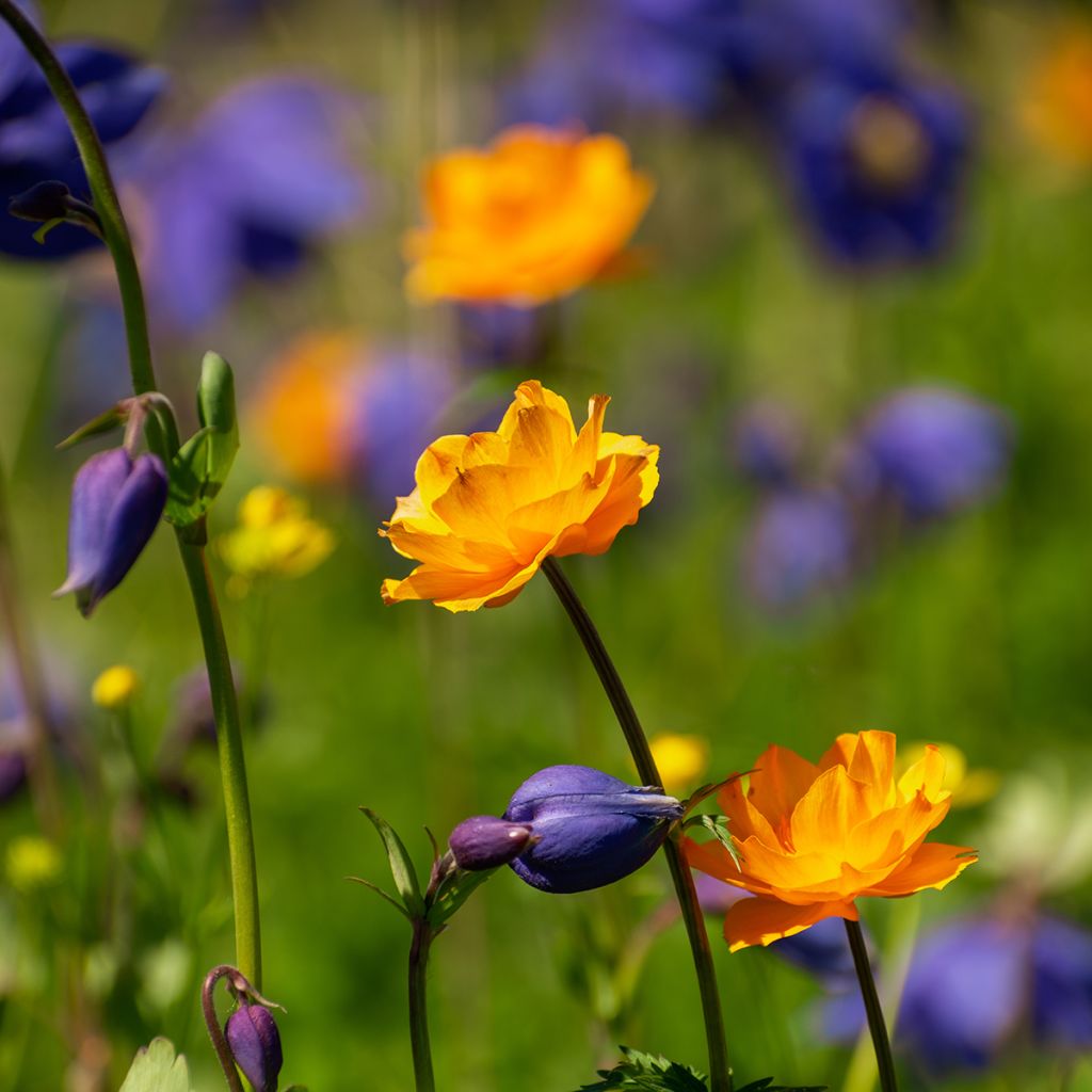Trollius asiaticus - Kogelbloem