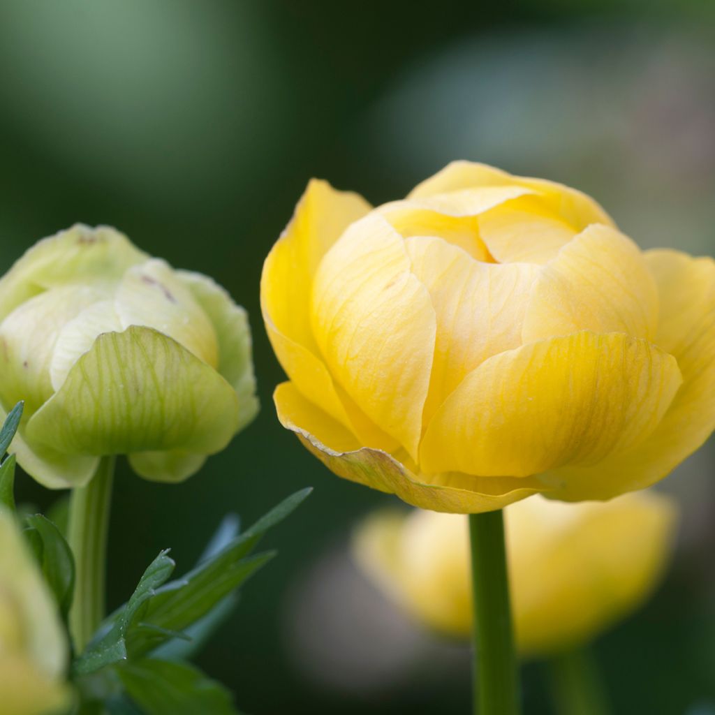 Trollius europaeus - Globebloem