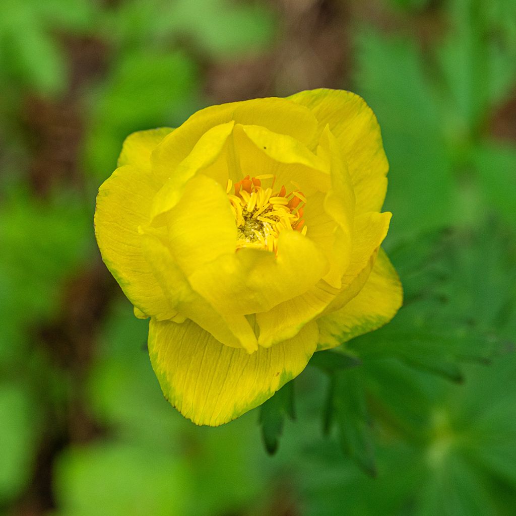 Trollius europaeus - Globebloem