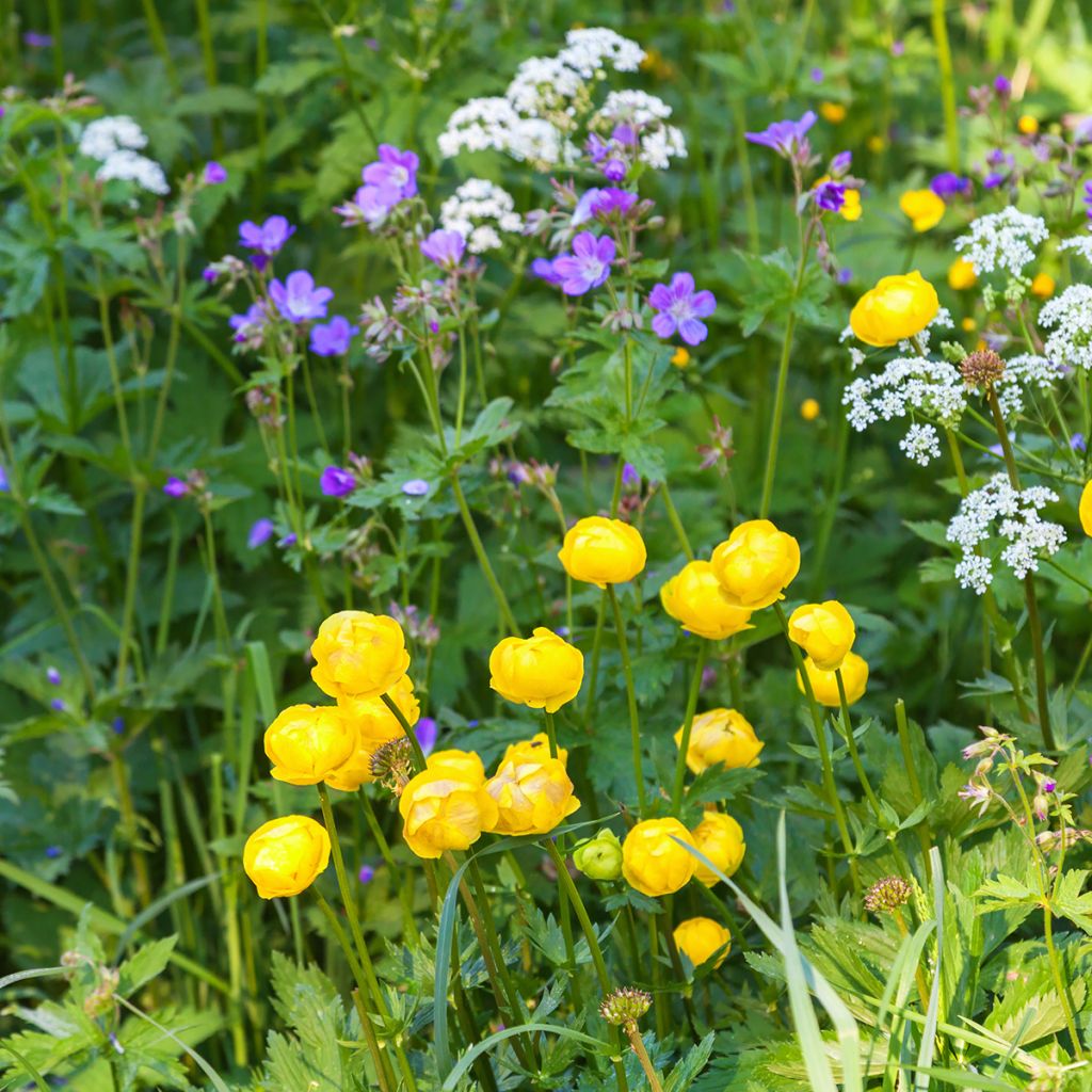 Trollius europaeus - Globebloem