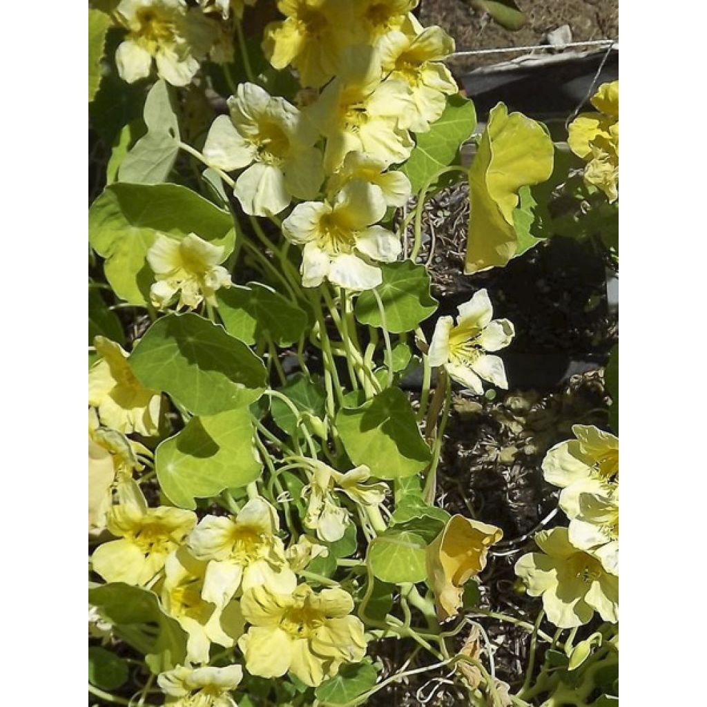 Oost-Indische kers Moonlight (zaad) - Tropaeolum lobbianum