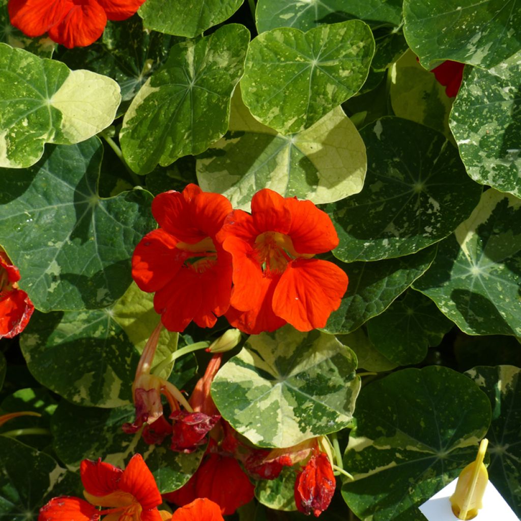 Oost-Indische kers Alaska Scarlet (zaad) - Tropaeolum majus
