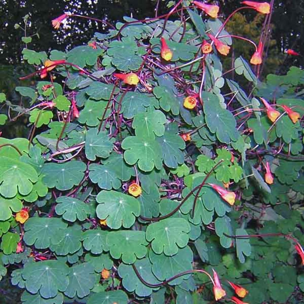Tropaeolum tuberosum - Knolcapucien