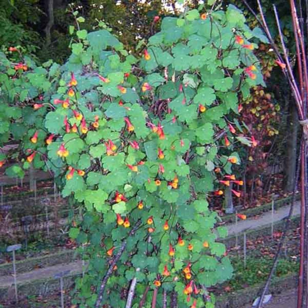 Tropaeolum tuberosum - Knolcapucien