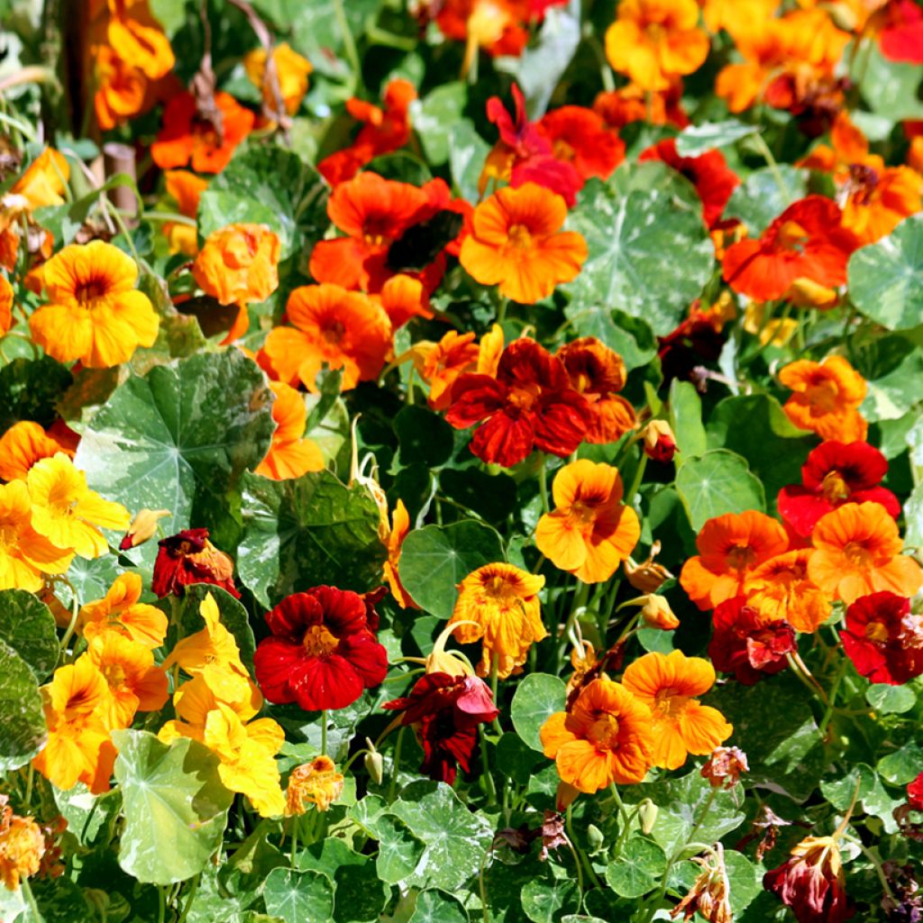 Oost-Indische kers Jewel of Africa (zaad) - Tropaeolum majus