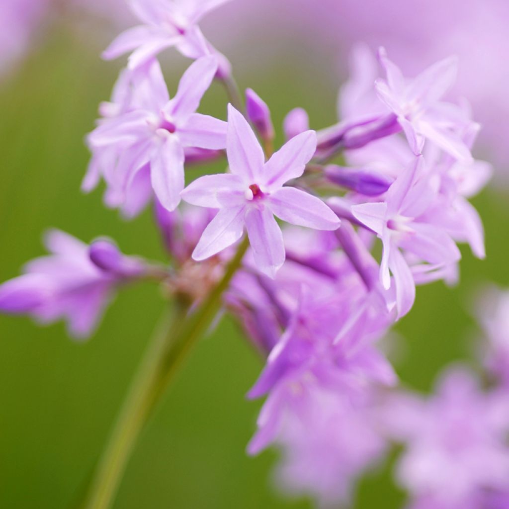 Tulbaghia violacea Dark Star - Kaapse knoflook