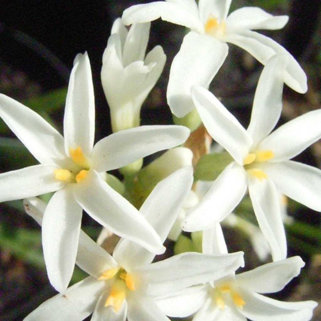 Tulbaghia violacea Savannah Lightning - Kaapse knoflook