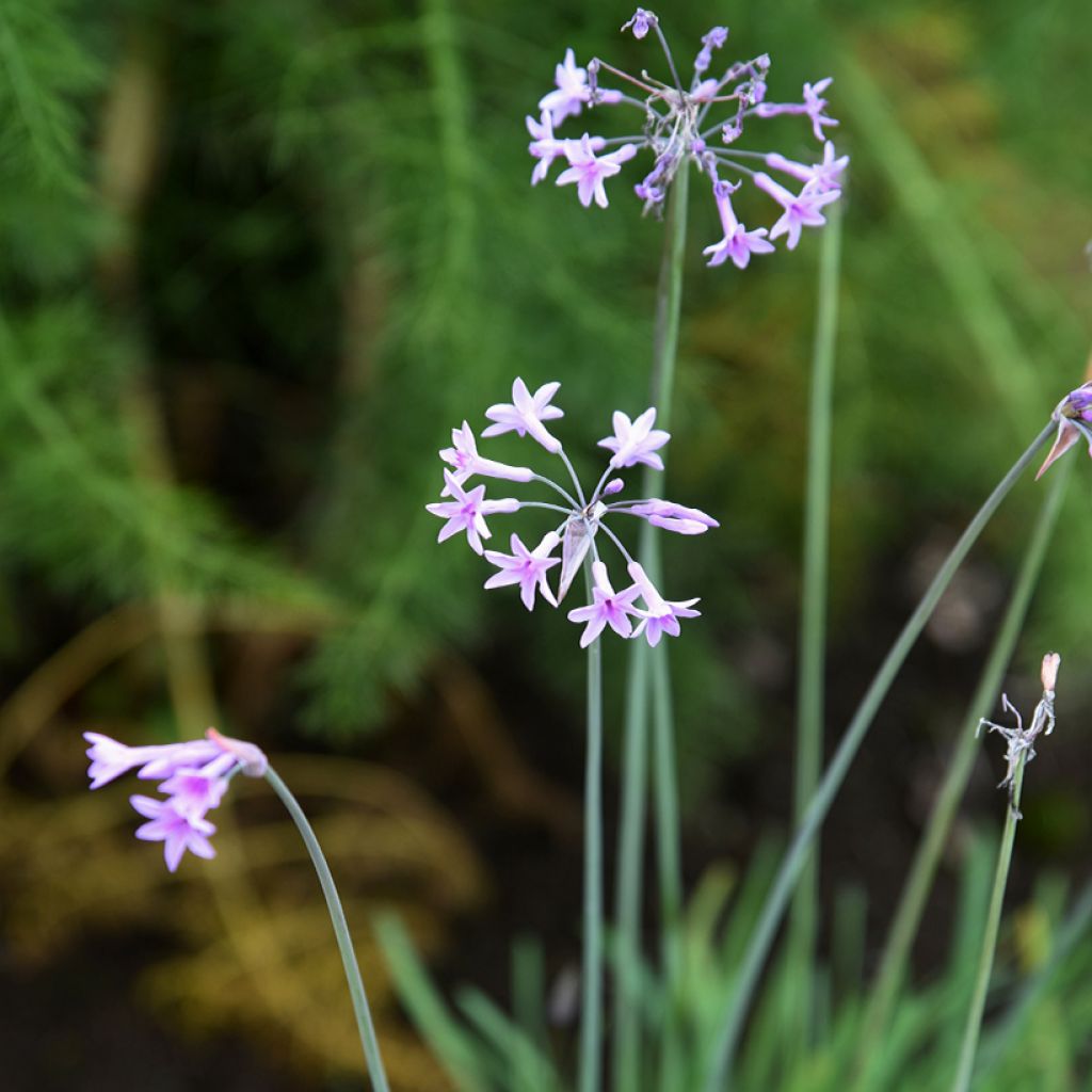 Tulbaghia Fairy Star - Wilde knoflook