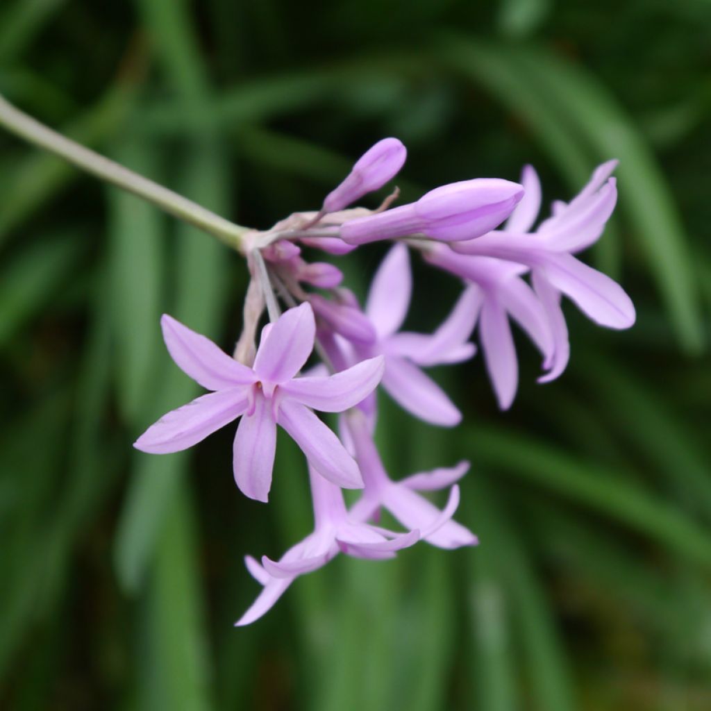 Tulbaghia Fairy Star - Wilde knoflook