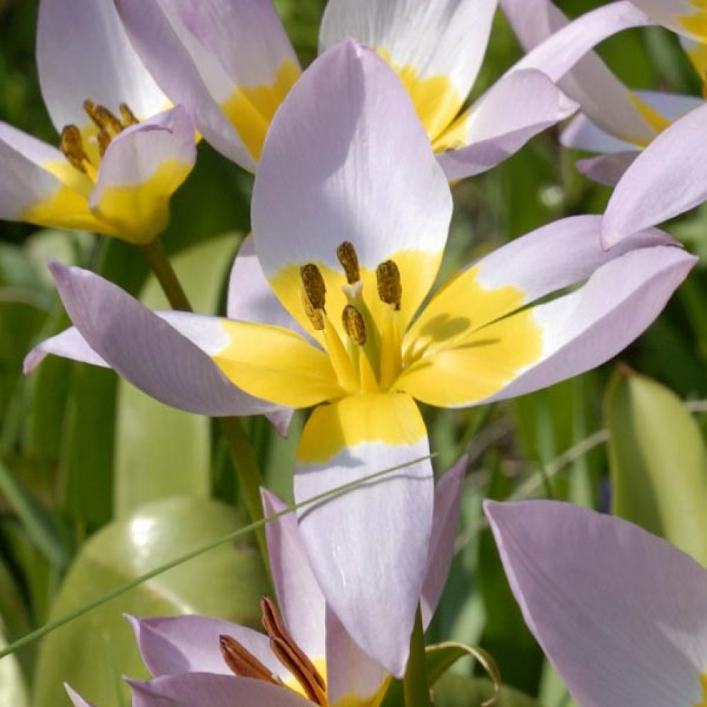 Tulipa saxatilis - Botanische tulp