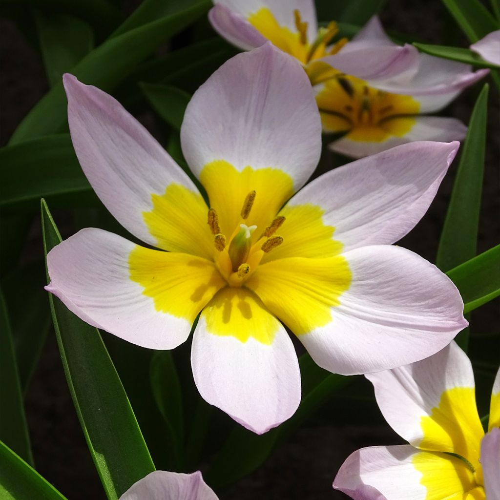 Tulipa bakeri Lilac Wonder - botanische tulp