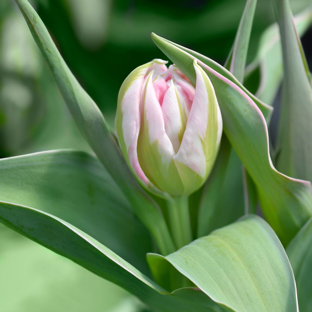 Tulipa Flashpoint - Dubbele vroege tulp