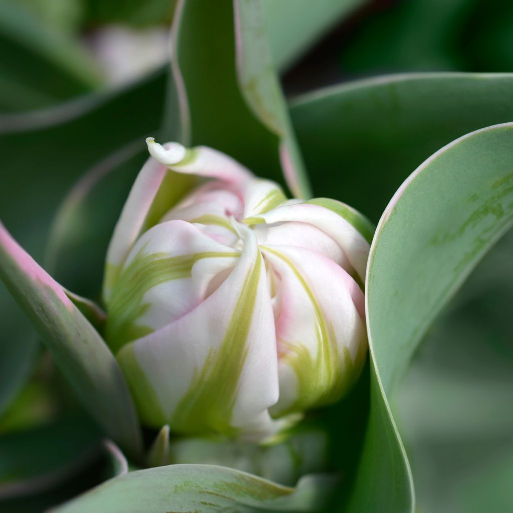 Tulipa Flashpoint - Dubbele vroege tulp