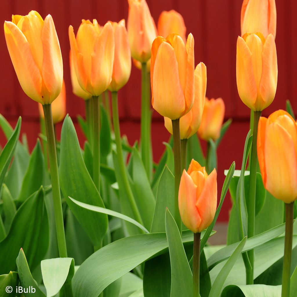 Tulipa Generaal De Wet - Vroegbloeiende enkele tulp