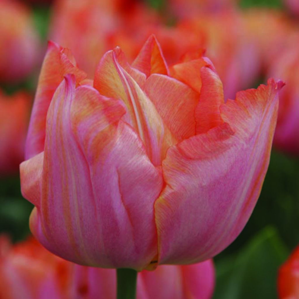 Tulipe Triumph Jochem - Triumphtulp