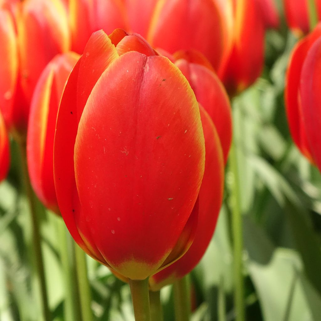 Tulipa Darwin World's Favourite - Darwintulp