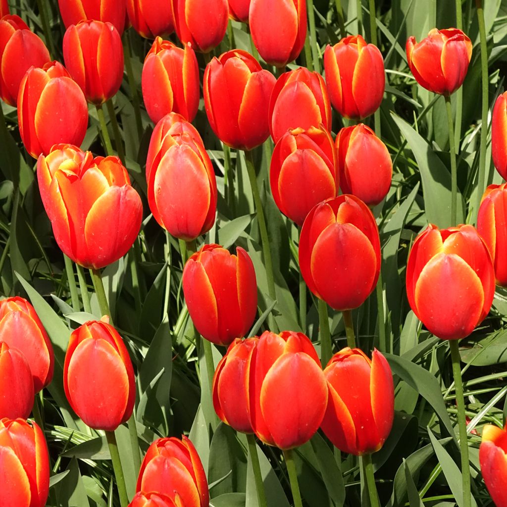 Tulipa Darwin World's Favourite - Darwintulp