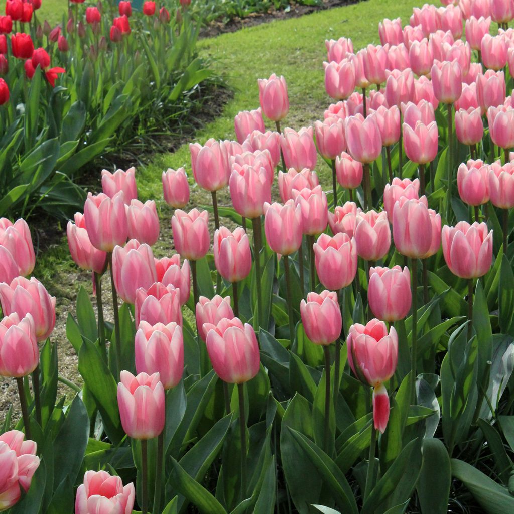 Tulipa Darwin Apricot Delight - Darwintulp