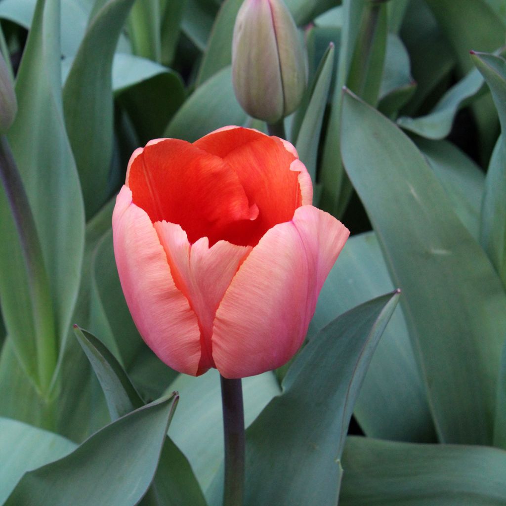 Tulipa Darwin Apricot Impression - Darwintulp