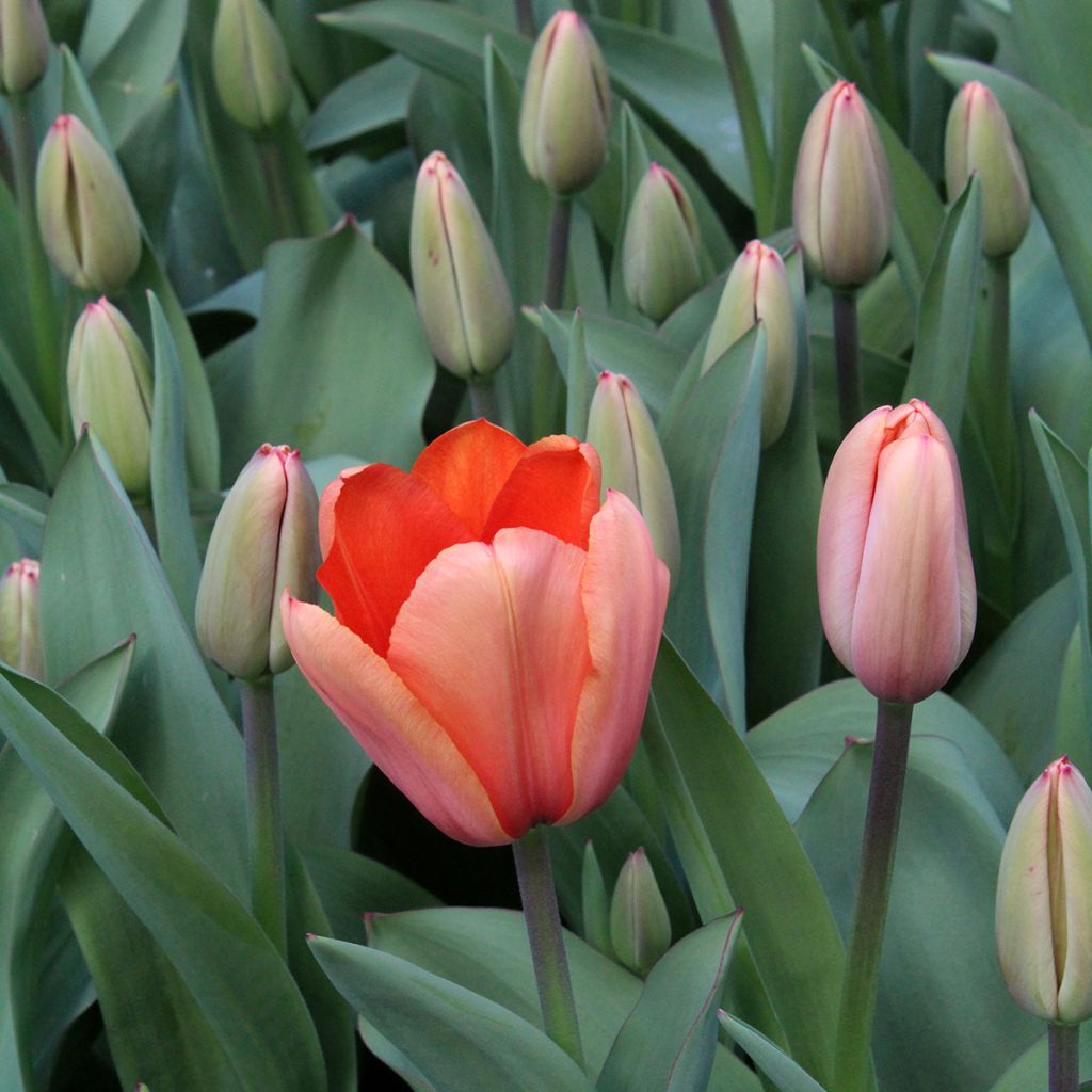 Tulipa Darwin Apricot Impression - Darwintulp