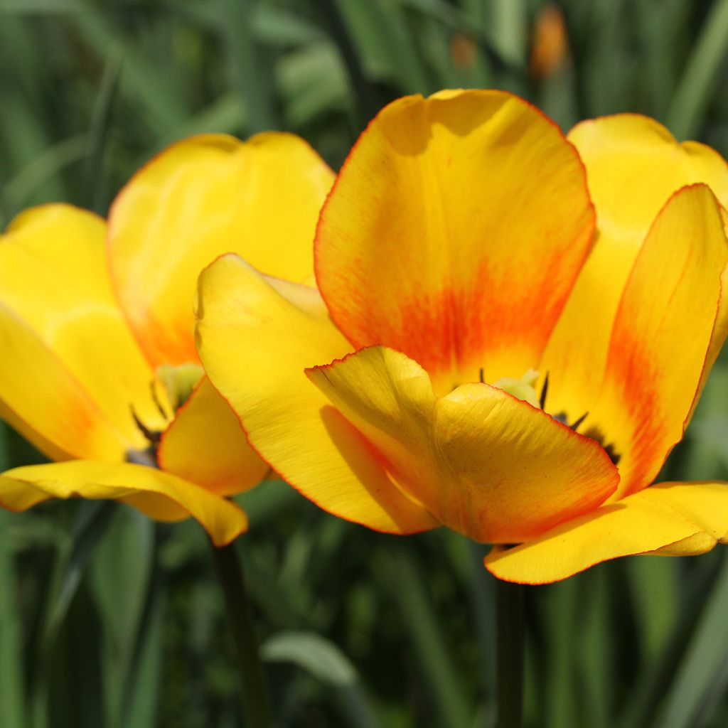 Tulipa Darwin Blushing Apeldoorn - Darwintulp
