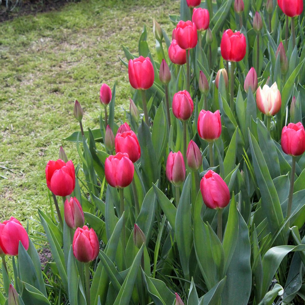 Tulipa Darwin Cherry Delight - Darwintulp