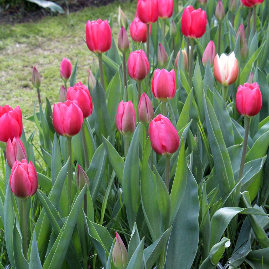 Tulipa Darwin Cherry Delight - Darwintulp
