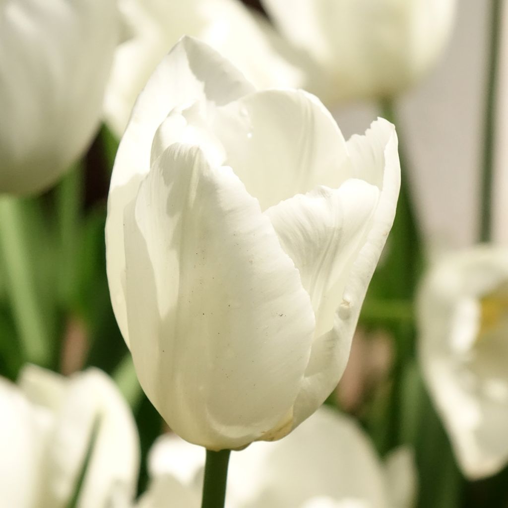 Tulipa Darwin Hakuun - Darwintulp