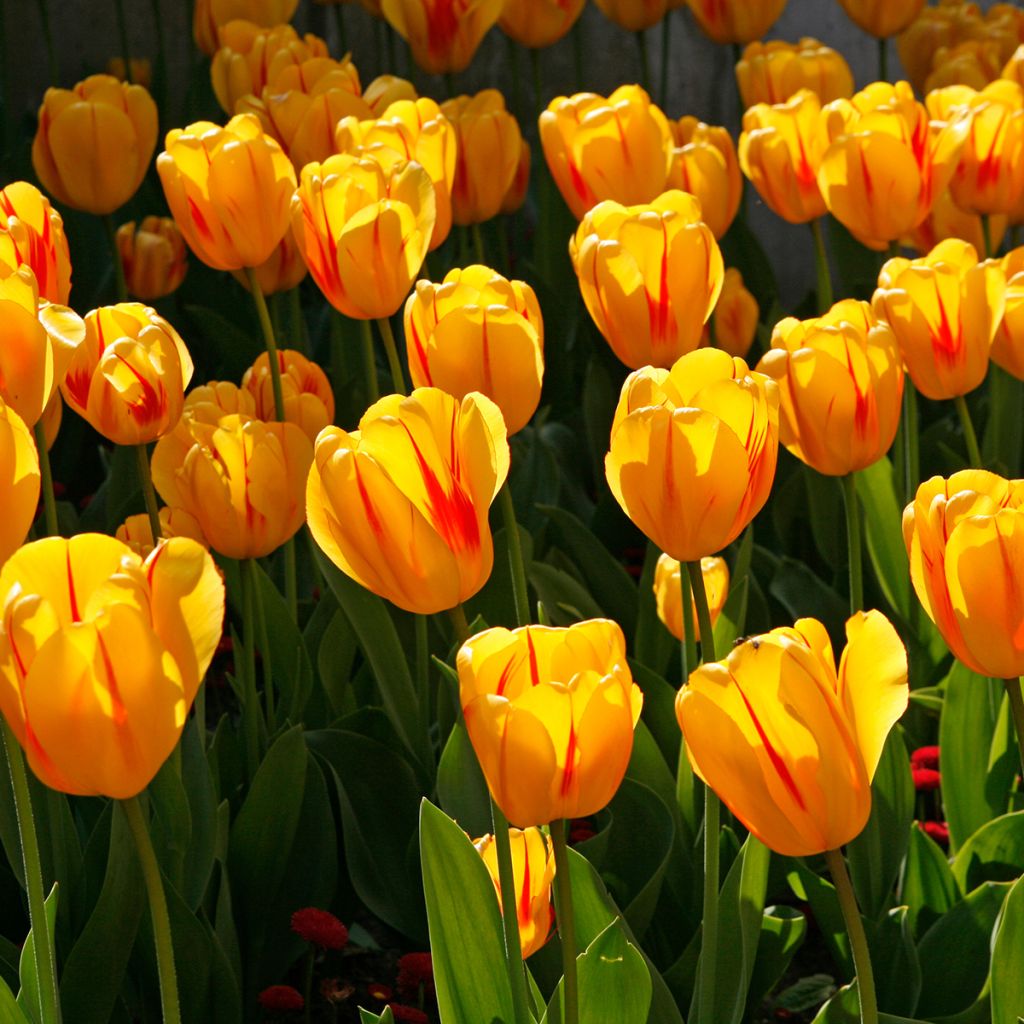 Tulipa Darwin Juliette  - Darwintulp