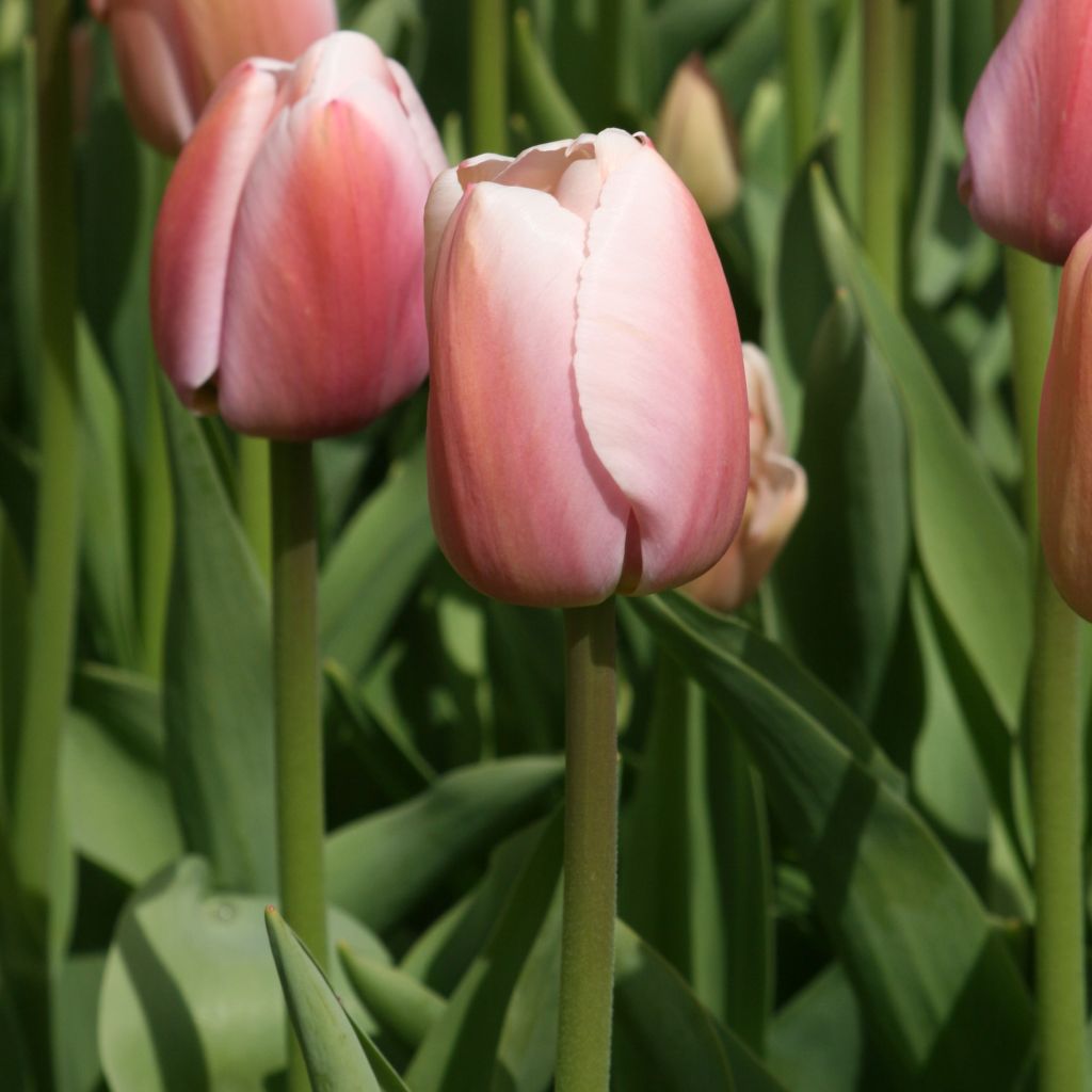 Tulipa Darwin Ollioules - Darwintulp
