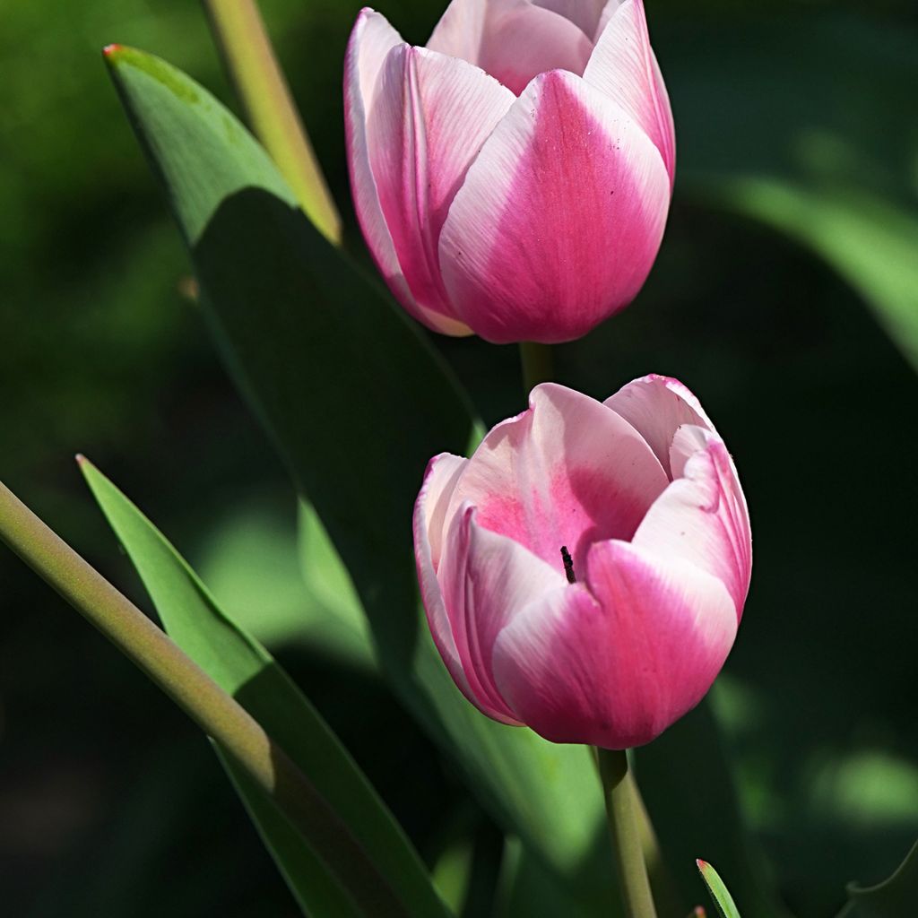 Tulipa Darwin Ollioules - Darwintulp