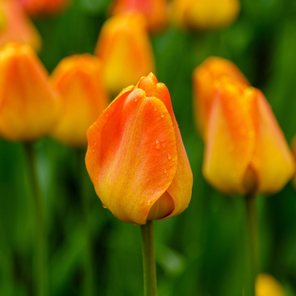 Tulipa Darwin Orange Lion - Darwintulp