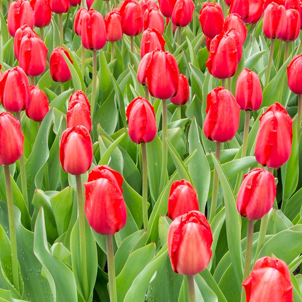 Tulipa Darwin Red Impression - Darwintulp