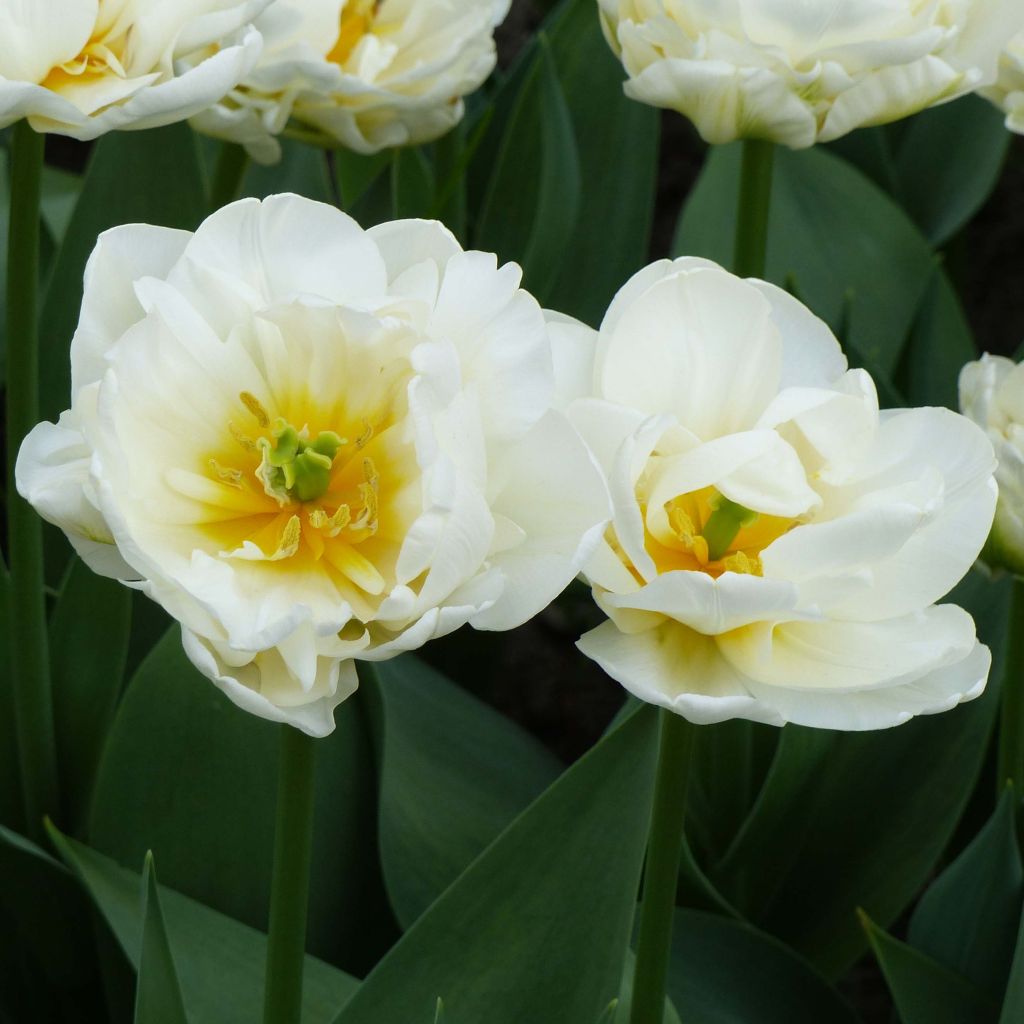 Tulipe Double Tardive Cool 