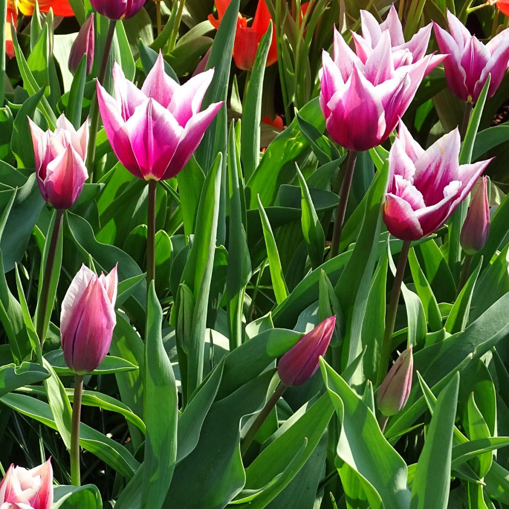 Tulipa Claudia - Leliebloemige tulp