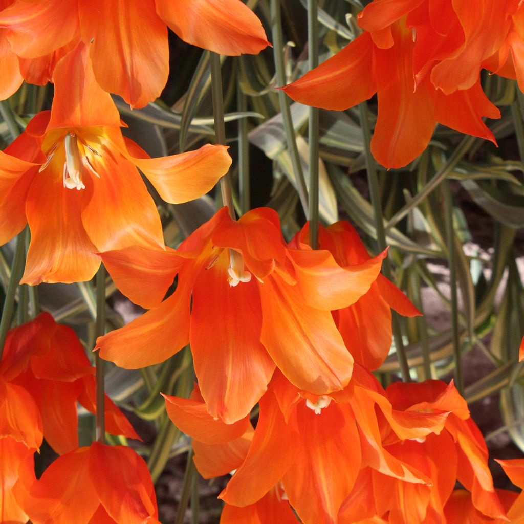 Tulipe Ballerina - Leliebloemige tulp