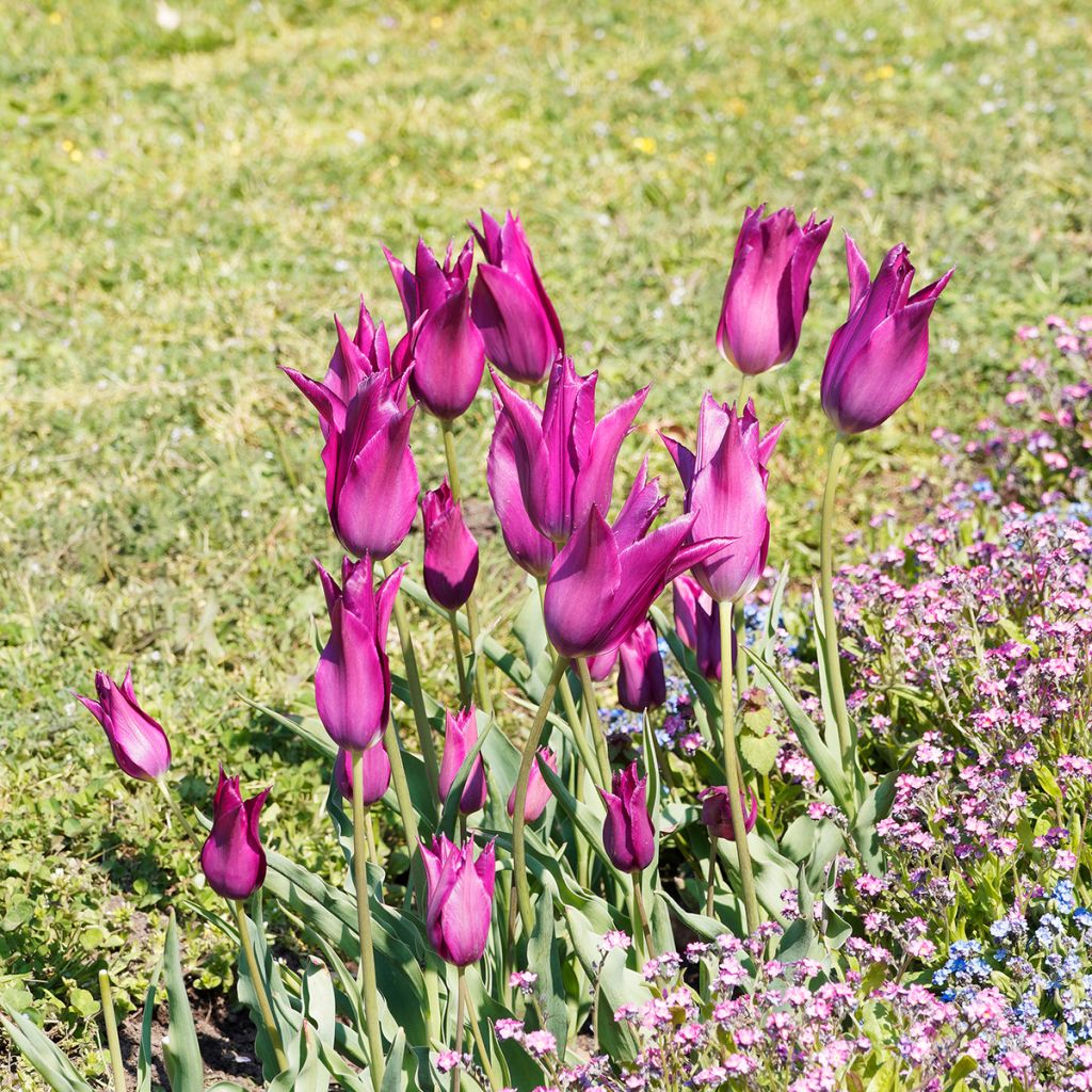 Tulipa Burgundy - Leliebloemige tulp