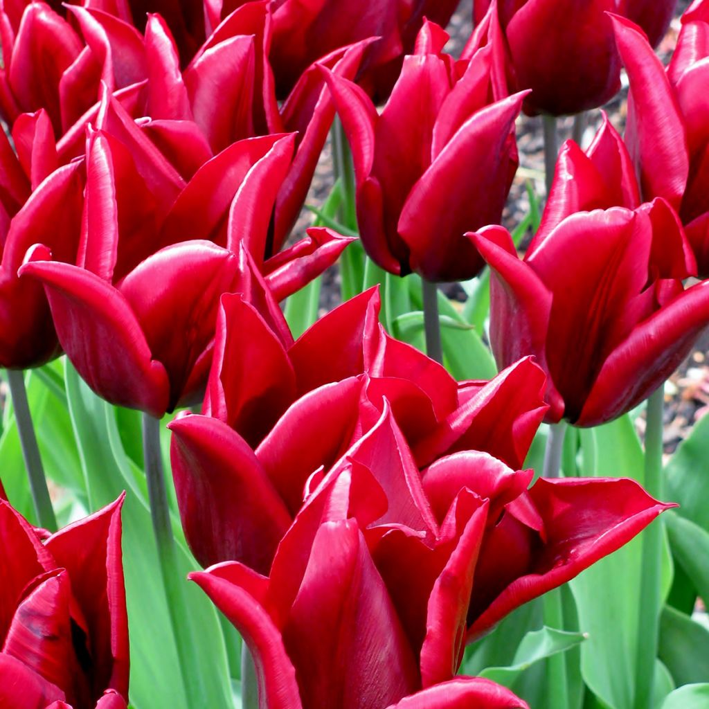 Tulipa Lasting Love - Leliebloemige tulp