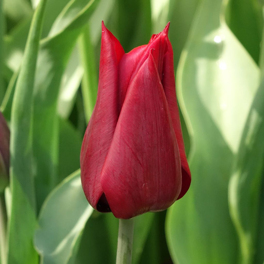 Tulipa Lasting Love - Leliebloemige tulp