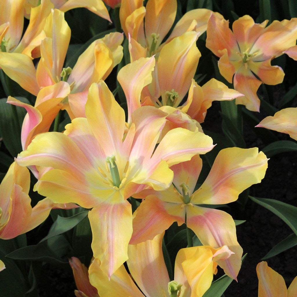 Tulipa Marianne - Leliebloemige tulp