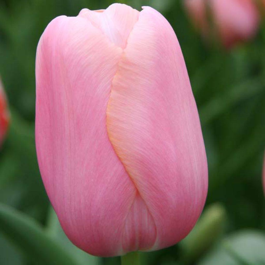 Tulipa Menton - Laatbloeiende enkele tulp