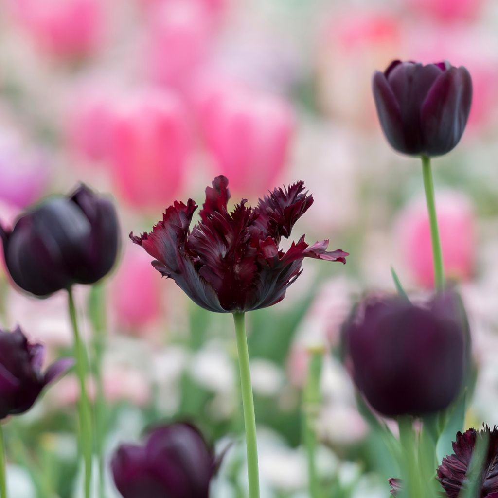 Tulipa Black Parrot - Papegaaitulp